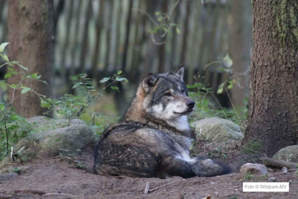 Wildpark-MV Raubtier-WG  Wolf